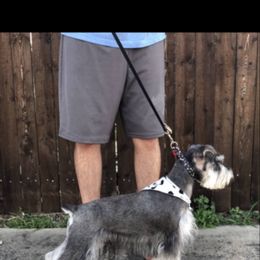 Leeo - Miniature Schnauzer