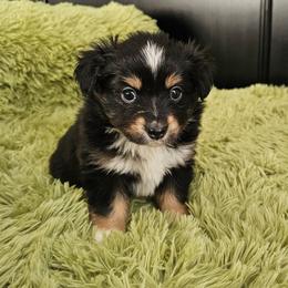 Star - Blue tri female Toy Australian Shepherd puppy in Pickens, South Carolina from Reflections of Star Crest Kennel