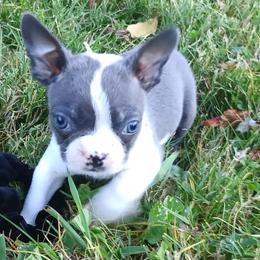 Nico - Black brindle and white male Boston Terrier puppy in Smallett, Missouri from B's Bostons