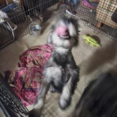 Bouncy boy - Pepper and salt male Standard Schnauzer puppy in Italy, Texas from Erregen kennels
