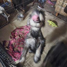 Bouncy boy - Pepper and salt male Standard Schnauzer puppy in Italy, Texas from Erregen kennels