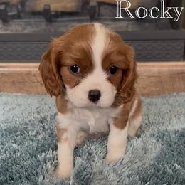 Rocky - Blenheim male Cavalier King Charles Spaniel puppy in Romney, West Virginia from The Cozy Cavaliers