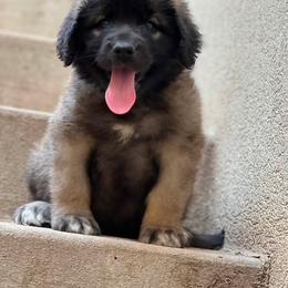 Girl 2 - female Leonberger puppy in Eagle Mountain, Utah from Leo Fidelis Leonbergers