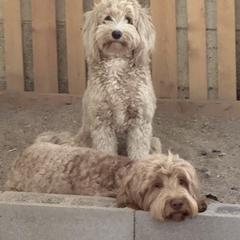 Paddy - Australian Cobberdog