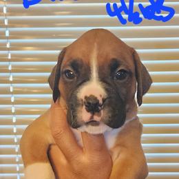 Boxer Puppies from Bratts Boxers