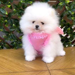 Lynda - White female Pomeranian puppy in Haines City, Florida from POMERLAND exotic Pomeranians of Orlando