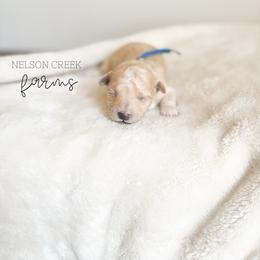 Blue - Clark Kent - Apricot male Maltipoo puppy in Huntsville, Texas from Nelson Creek Farms