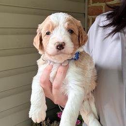 Ranger - Red male Bernedoodle puppy in Denver, Pennsylvania from Greenview Puppies