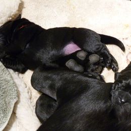 Labrador Retriever Puppies from Shadowfax Labradors