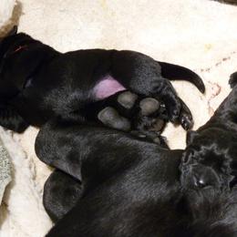 Labrador Retriever Puppies from Shadowfax Labradors
