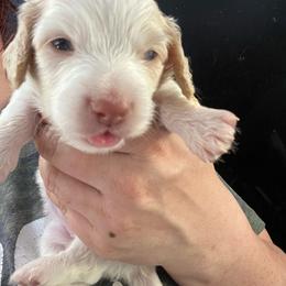 Parfait - Cream female Dachshund puppy in Bigfork, Minnesota from Dachshunds Up North