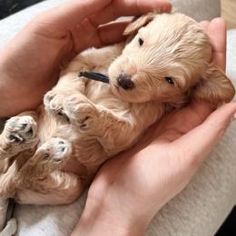 Bowie - Cream male Cockapoo puppy in Denver, Pennsylvania from Greenview Puppies