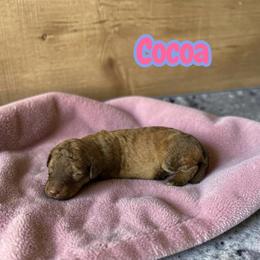 Cocoa - Red female Aussiedoodle puppy in Ellenburg Center, New York from Kristin's Puppies