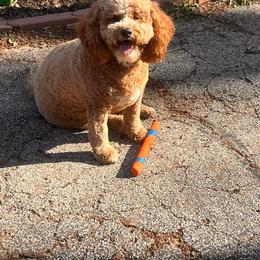 Goldendoodle All Grown Up from Gracefully Doodled