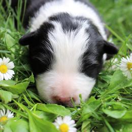 Border Collie Puppies from Team Reeves Ranch