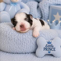Tide - Liver and white male Shihpoo puppy in Hertford, North Carolina from Heaven Sent Shihpoo's