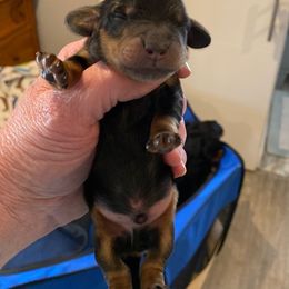 Dachshund Puppies from Aviator's Dachshunds