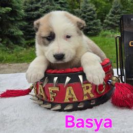 BASYA - Fawn female Central Asian Shepherd Dog puppy in Michigan from Guardian Dog