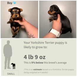 Tito - Black and gold male Yorkshire Terrier puppy in Cleveland, Tennessee from Moody’s Morkies and More