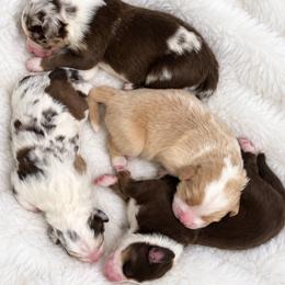 Australian Mountain Doodle puppies from Rose Creek Mini Aussies and doodles