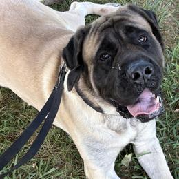 Mastiffs from Sanctuary Mastiffs