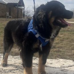 Uka - Black tri female Miniature Australian Shepherd puppy in Godley, Texas from Nana and Paws Aussies