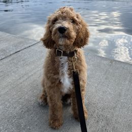Goldendoodle Puppies from Puppy Love