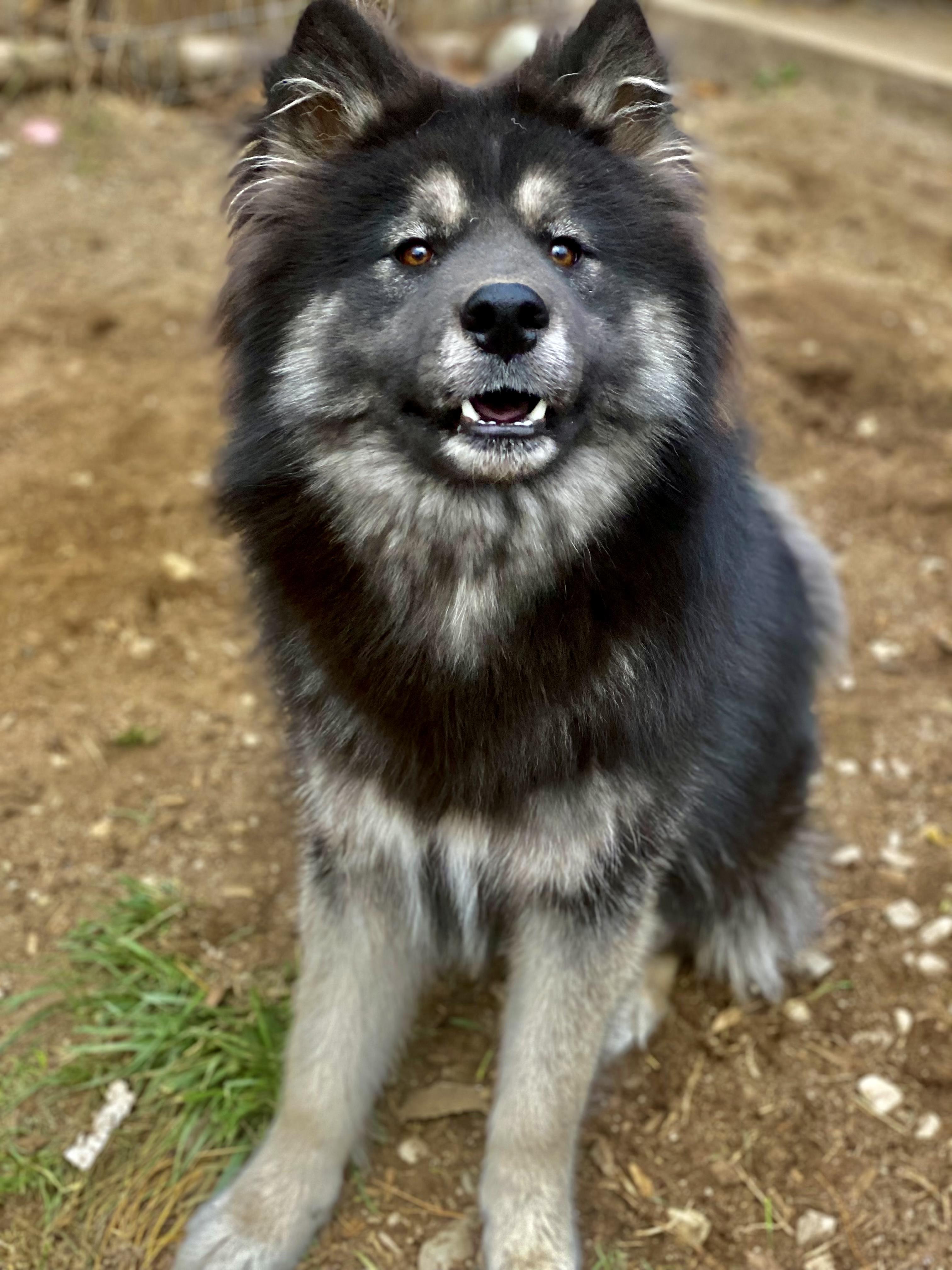 Ralphie