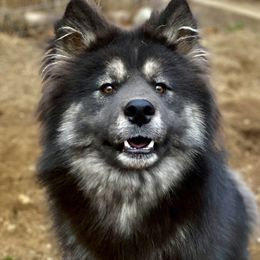 Ralphie - Siberian Husky