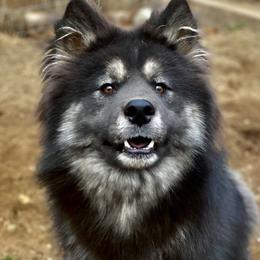 Ralphie - Siberian Husky