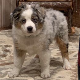 Australian Shepherds and Miniature American Shepherds from Country Creek Kennels