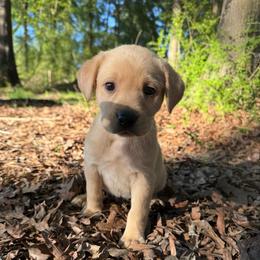 YELLOW FEMALE (grey) - Yellow female Labrador Retriever puppy in Summit, South Carolina from Southern Pine Labradors