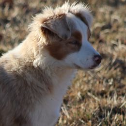 "Dancer" - Toy Australian Shepherd