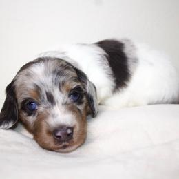 Boy 3 - Dapple male Dachshund puppy in Mapleton, Utah from Utah County Dachshunds