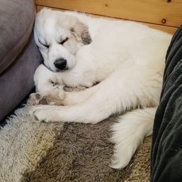 Great Pyrenees Puppies from Empyre Great Pyrenees