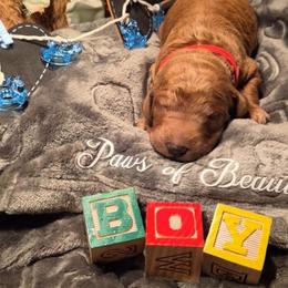 Red - Red  male Poodle puppy in El Paso, Texas from Paws Of Beauty