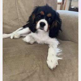 Cavalier King Charles Spaniel Puppies from Mapleview Cavalier King Charles Spaniels