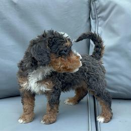 Girl 2 - Merle female Bernedoodle puppy in Los Angeles, California from Bernied00dle Love