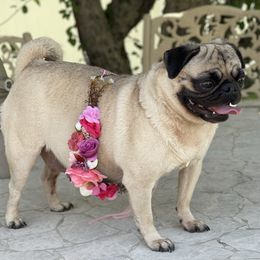 Pugs from Liz Pugs , Family Pugs