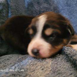 Minnie - Black tri female Miniature Australian Shepherd puppy in Conneaut, Ohio from J&K Mini Aussies and Golden Retrievers