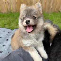 Annie Oakley - Red and white female Pomsky puppy in Blue Earth, Minnesota from Blue Sky Pomsky