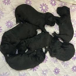 Girl 4 - Blue female Bedlington Terrier puppy in Spring, Texas from Dreamcatcher Bedlingtons