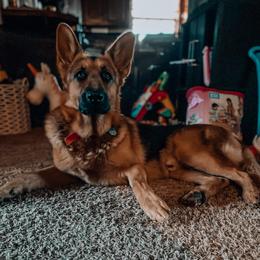 Gunner - Black and red male German Shepherd puppy in Mount Vernon, Missouri from German Haus German Shepherds LLC