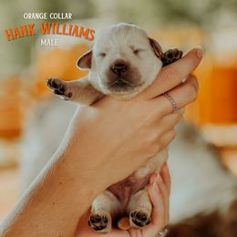 Labrador Retriever Puppies from Parsons Farmstead Retrievers