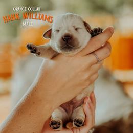 Labrador Retriever Puppies from Parsons Farmstead Retrievers