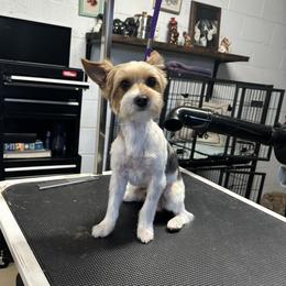 Blu - Yorkshire Terrier