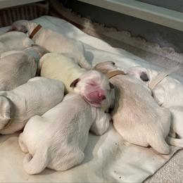 Peaches - Light golden female Golden Retriever puppy in Ennis, Texas from Amberidge Golden Retrievers