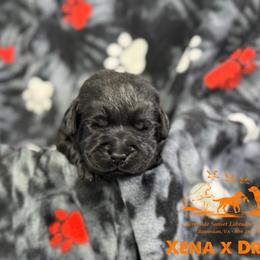Orange - Black male Labrador Retriever puppy in Beaverdam, Virginia from Riverside Sunset Labrador Retrievers