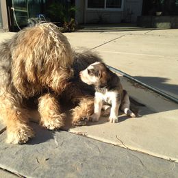 Otterhound Puppies from Blue Fairy Otterhounds