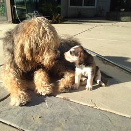 Otterhound Puppies from Blue Fairy Otterhounds